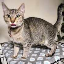 Thumbnail photo of Trixie #2