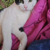 Thumbnail photo of Gandalf #1