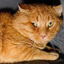 Thumbnail photo of Garfield #1