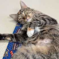 Thumbnail photo of Seashell #2