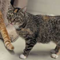 Thumbnail photo of Seashell #3