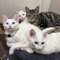 Thumbnail photo of Hazel #2