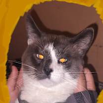 Thumbnail photo of Cosmo #4