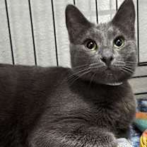 Thumbnail photo of SLINKY #1