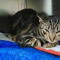 Thumbnail photo of Gadsden #1