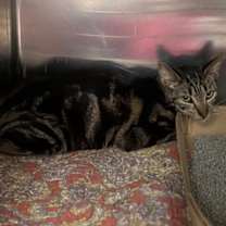 Thumbnail photo of Gadsden #2