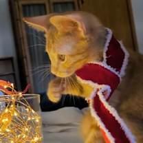 Thumbnail photo of Comet #4