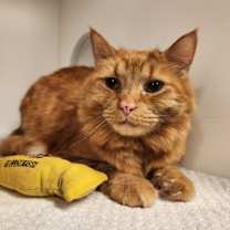 Thumbnail photo of Scar #2