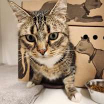 Thumbnail photo of Ringo #4