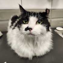 Thumbnail photo of Missy #3