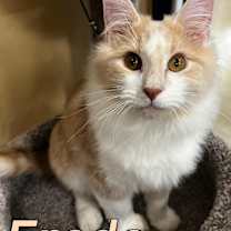 Thumbnail photo of Frodo #1