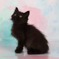 Thumbnail photo of Norman #2