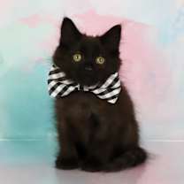 Thumbnail photo of Norman #3