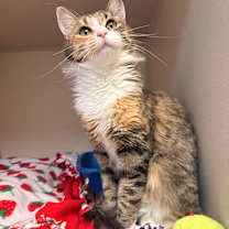 Thumbnail photo of Holly #1