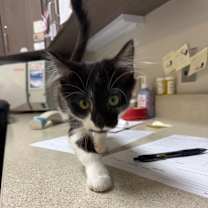 Thumbnail photo of Mistletoe #3