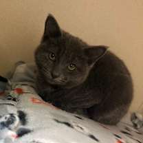 Thumbnail photo of Jack Frost #3