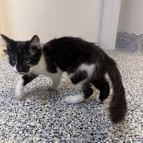 Thumbnail photo of Mistletoe #4