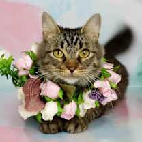 Thumbnail photo of Momma Mia #1