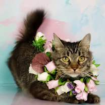 Thumbnail photo of Momma Mia #3