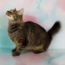 Thumbnail photo of Momma Mia #4