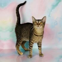 Thumbnail photo of Martini #2