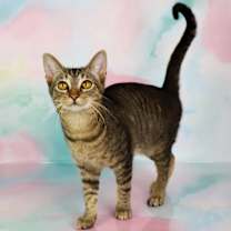 Thumbnail photo of Martini #4