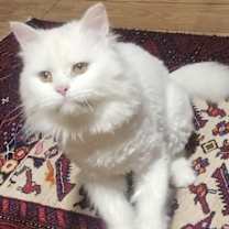 Thumbnail photo of Harry (part Persian) #1