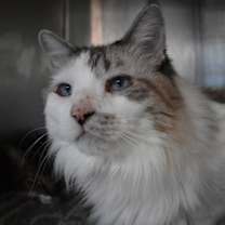 Thumbnail photo of Ryder #2