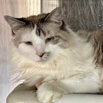 Thumbnail photo of Ryder #3