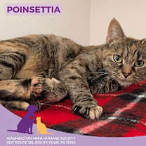 Thumbnail photo of Poinsettia #1