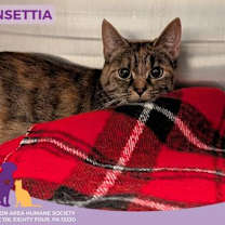 Thumbnail photo of Poinsettia #2