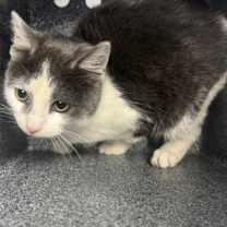 Thumbnail photo of Mimosa #2