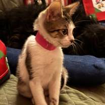 Thumbnail photo of Violet #3