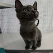 Thumbnail photo of Harry #2