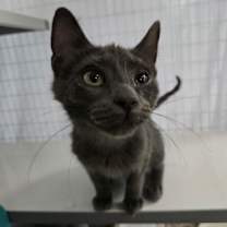 Thumbnail photo of Harry #3