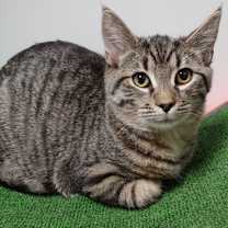 Thumbnail photo of Sebastian #2