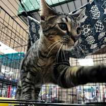 Thumbnail photo of Yin #2