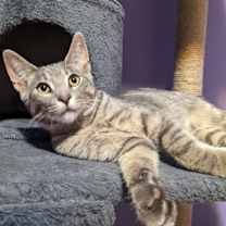 Thumbnail photo of Wilbur - Kitchener #3