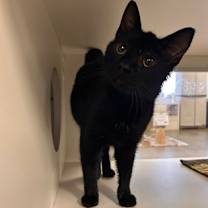 Thumbnail photo of Birdie - Stratford #1