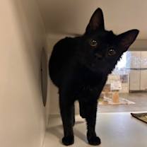 Thumbnail photo of Birdie - Stratford #2