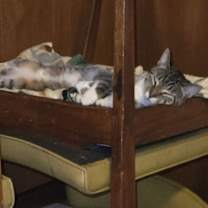 Thumbnail photo of Lemon Creme #3