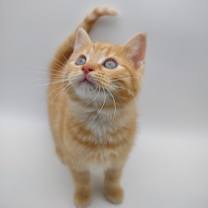 Thumbnail photo of Sunkist #1