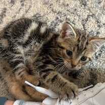 Thumbnail photo of Uncle Fester #3