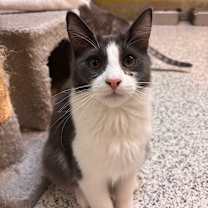 Thumbnail photo of Moco #1