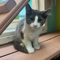 Thumbnail photo of Moco #2