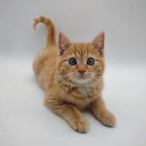 Thumbnail photo of Sunkist #2