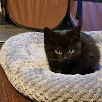 Thumbnail photo of Sam #2