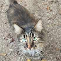 Thumbnail photo of Fluffy Topaz #2