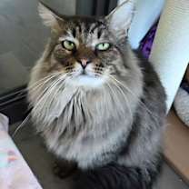 Thumbnail photo of Pie #1