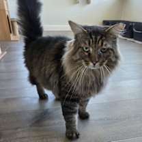 Thumbnail photo of Pie #3